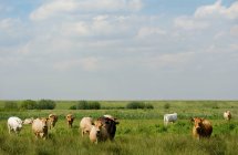 Vacas pastando en campo herbáceo rural - foto de stock