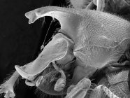 Scarabaeidae beetle head with scaled rule — Stock Photo