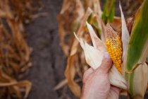 Рука тримає сушену кукурудзу на стеблі — стокове фото