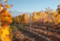 Vue panoramique du vignoble de couleur saisonnière — Photo de stock