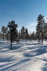 Paisaje invernal con árboles cubiertos de nieve - foto de stock
