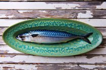 One mackerel on green plate — Stock Photo