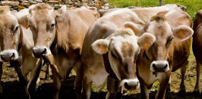 Чотири корів поспіль у sunlight — стокове фото