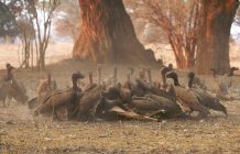 White backed vultures flock in daylight — Stock Photo
