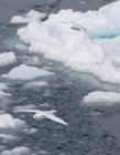 Снежные буревестники скользят над льдом — стоковое фото