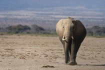 Elefantes africanos no Parque Nacional Amboseli — Fotografia de Stock