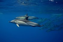 Delfines mulares atlánticos nadando bajo el agua - foto de stock