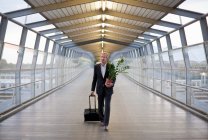 Businessman wheeling luggage with plant in hand — Stock Photo