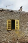 Собака стоит на крыше каменного дома и смотрит в сторону — стоковое фото