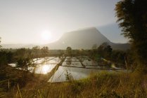 Arroz arrozal y karst paisaje - foto de stock