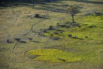 Vue aérienne du pâturage des zèbres dans la faune, le botswana, l'Afrique — Photo de stock
