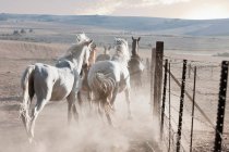Коні, що біжать у запиленому полі — стокове фото
