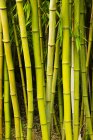 Яскраво-зелені бамбукові рослини в денне світло — стокове фото