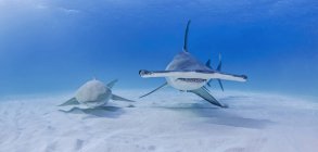 Gran tiburón martillo junto a tiburón nodriza - foto de stock