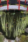 Passarela de madeira sobre uma lagoa ornamental em um jardim paisagístico residencial no verão, Quebec, Canadá. Esta imagem é propriedade liberada. PR0101 — Fotografia de Stock