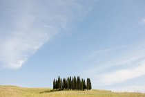Árvores ciprestes no campo — Fotografia de Stock