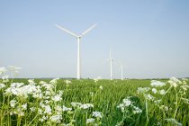Вітрові турбіни на квітучому полі під блакитним небом — стокове фото