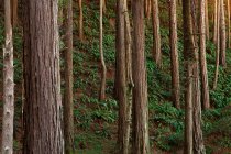 Belas árvores altas e samambaia verde na floresta majestosa — Fotografia de Stock