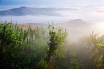 Вид на виноградник в Понте-Дарбиа — стоковое фото