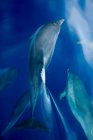 Дельфины плавают под водой — стоковое фото