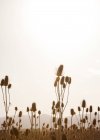 Тростник и трава на поле в подсветке — стоковое фото