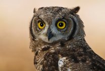 Spotted Eagle Owl — Stock Photo