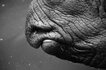 Imagen recortada de nariz de rinoceronte sobre el agua - foto de stock