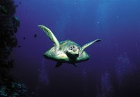 Tortue nageant sous l'eau bleue — Photo de stock