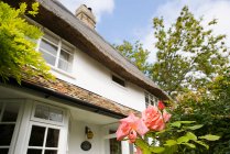 Vista in basso di rose nel giardino cottage e la casa esterna — Foto stock