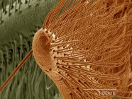 Micrografo elettronico a scansione colorata della falena Saturniidae — Foto stock