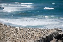 Groupe de gannet sur le rock — Photo de stock