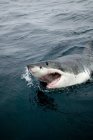 Wütender Weißer Hai schwimmt draußen im Wasser — Stockfoto