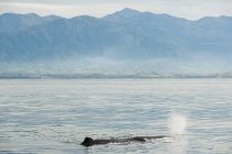 Горбатий кит дме — стокове фото