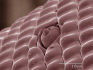 Micrografo elettronico a scansione colorata della farfalla coda di rondine — Foto stock