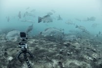Hermosa vista submarina del mar tropical y el océano - foto de stock