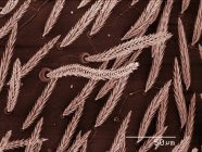 Кольоровий скануючий електронний мікрограф личинок дермистецтва — стокове фото