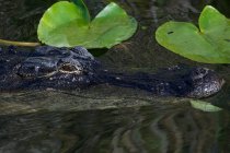 Alligator mississippiensis no parque nacional de everglades — Fotografia de Stock