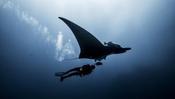 Vista subacquea del nuoto subacqueo con Giant Manta Ray — Foto stock