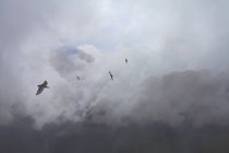 Hirondelles volant au-dessus des sommets, Machu Picchu, Pérou — Photo de stock