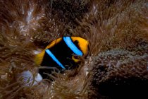 Рыба-клоун с анемоном в море — стоковое фото