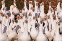 Стая белых гусей на ферме в сельской местности — стоковое фото