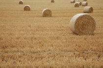 Belos fardos secos de feno no campo durante a colheita — Fotografia de Stock