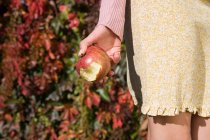 Imagen recortada de Mujer sosteniendo manzana mordida - foto de stock