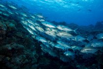 Fischschwärme unter Wasser — Stockfoto