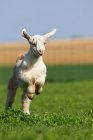 Goat kid running on grass — Stock Photo