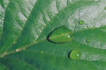 Dew drops on leaf — Stock Photo