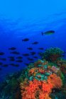 Шкільна риба, що плаває на кораловому рифі — стокове фото