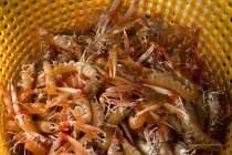Crustacés dans un panier en plastique — Photo de stock