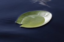 Nymphaea tetragona lily pad on lake — Stock Photo