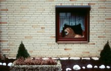 Blick auf Löwenspielzeug in einem Fenster — Stockfoto